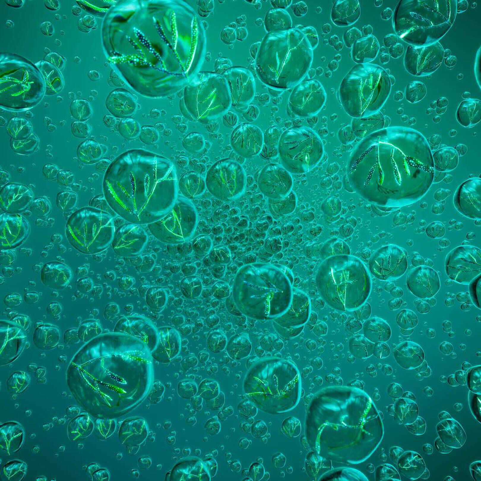 Samphire vegetal cells:  the power of resilience in skincare