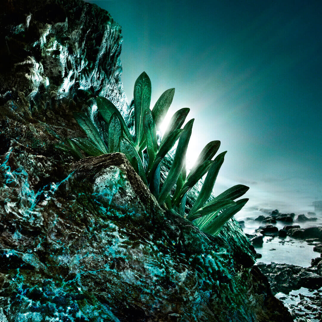 Plantes verdoyantes emergeant de rochers, baignant dans une lumiere douce, sur fond de mer calme.
